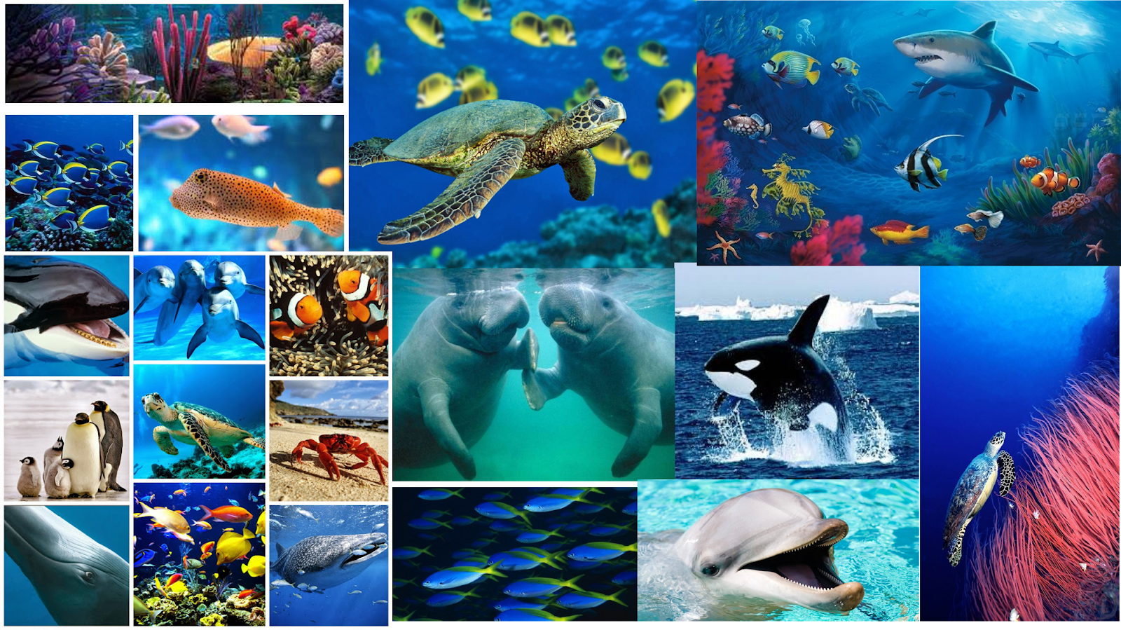 Resultado de imagen para collage de animales acuaticos